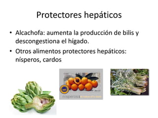Protectores hepáticos
• Alcachofa: aumenta la producción de bilis y
descongestiona el hígado.
• Otros alimentos protectores hepáticos:
nísperos, cardos
 