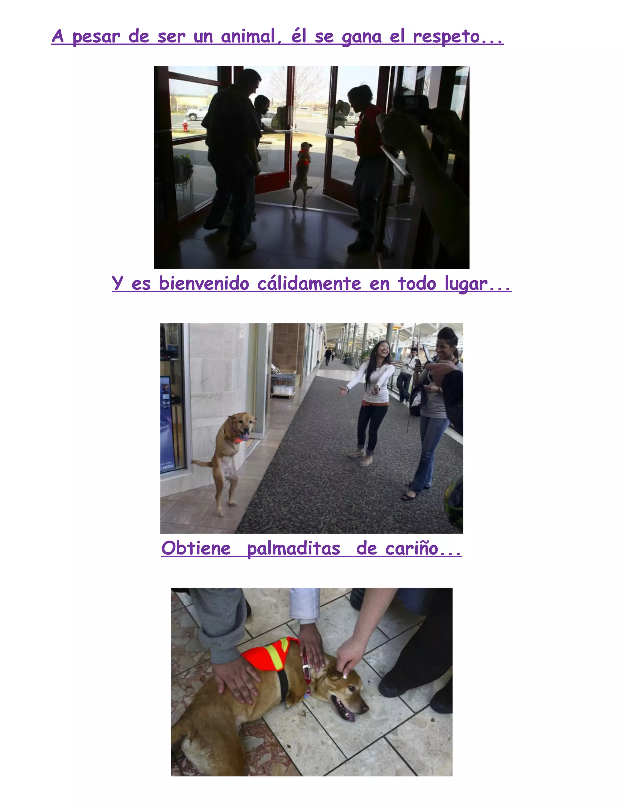 A pesar de ser un animal, él se gana el respeto...
Y es bienvenido cálidamente en todo lugar...
Obtiene palmaditas de cariño...