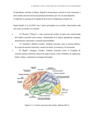 EL PODER DEL COLOR. LA INFLUENCIA DE LOS COLORES EN LOS CONSUMIDORES
El hipotálamo está bajo el tálamo. Regula la homeostasis, controla el ciclo menstrual, y
tiene células neurosecretoras que producen hormonas que van a la neurohipófisis.
La hipófisis se encarga de la regulación de la sed, la temperatura corporal, etc.
Según Kandel, E et al (1991), hay 3 partes principales en el cerebro, funcionando cada
uno como un cerebro en sí mismo:
El "Human" ("Nuevo", o más externa) del cerebro: la parte más evolucionada
del cerebro conocida como corteza. Responsable de la lógica, aprendizaje, lenguaje,
pensamientos conscientes y nuestras personalidades.
El "mamífero" (Medio) Cerebro: También conocido como el sistema límbico.
Se ocupa de nuestras emociones, estados de ánimo, la memoria y las hormonas.
El “Reptil” (Antiguo) Cerebro: También conocido como el Complejo R,
controla nuestras funciones básicas de supervivencia, como el hambre, la respiración,
huída o lucha, y mantenerse al margen del peligro.
Figura 5.1.1 Centros nerviosos del cerebro. Salazar (2011)
 