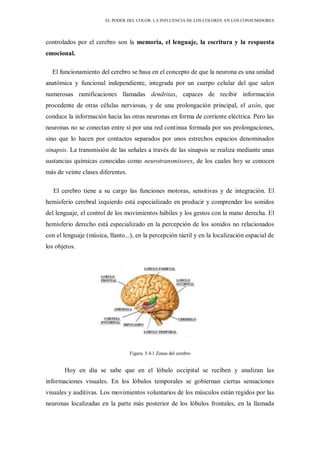 EL PODER DEL COLOR. LA INFLUENCIA DE LOS COLORES EN LOS CONSUMIDORES
controlados por el cerebro son la memoria, el lenguaje, la escritura y la respuesta
emocional.
El funcionamiento del cerebro se basa en el concepto de que la neurona es una unidad
anatómica y funcional independiente, integrada por un cuerpo celular del que salen
numerosas ramificaciones llamadas dendritas, capaces de recibir información
procedente de otras células nerviosas, y de una prolongación principal, el axón, que
conduce la información hacia las otras neuronas en forma de corriente eléctrica. Pero las
neuronas no se conectan entre sí por una red continua formada por sus prolongaciones,
sino que lo hacen por contactos separados por unos estrechos espacios denominados
sinapsis. La transmisión de las señales a través de las sinapsis se realiza mediante unas
sustancias químicas conocidas como neurotransmisores, de los cuales hoy se conocen
más de veinte clases diferentes.
El cerebro tiene a su cargo las funciones motoras, sensitivas y de integración. El
hemisferio cerebral izquierdo está especializado en producir y comprender los sonidos
del lenguaje, el control de los movimientos hábiles y los gestos con la mano derecha. El
hemisferio derecho está especializado en la percepción de los sonidos no relacionados
con el lenguaje (música, llanto...), en la percepción táctil y en la localización espacial de
los objetos.
Figura. 5.4.1 Zonas del cerebro
Hoy en día se sabe que en el lóbulo occipital se reciben y analizan las
informaciones visuales. En los lóbulos temporales se gobiernan ciertas sensaciones
visuales y auditivas. Los movimientos voluntarios de los músculos están regidos por las
neuronas localizadas en la parte más posterior de los lóbulos frontales, en la llamada
 