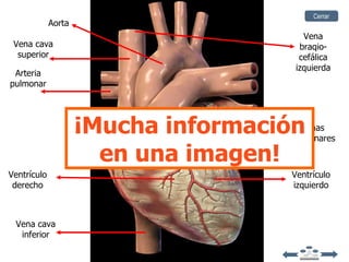 Cerrar
             Aorta
                                        Vena
 Vena cava                             braqio-
  superior                             cefálica
                                      izquierda
 Arteria
pulmonar




                     ¡Mucha información Venas
                                     pulmonares

                       en una imagen!
Ventrículo                           Ventrículo
 derecho                             izquierdo



 Vena cava
  inferior
 
