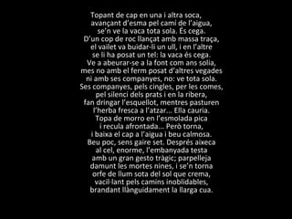Topant de cap en una i altra soca, avançant d’esma pel camí de l’aigua, se’n ve la vaca tota sola. És cega. D’un cop de roc llançat amb massa traça, el vailet va buidar-li un ull, i en l’altre se li ha posat un tel: la vaca és cega. Ve a abeurar-se a la font com ans solia, mes no amb el ferm posat d’altres vegades ni amb ses companyes, no: ve tota sola. Ses companyes, pels cingles, per les comes, pel silenci dels prats i en la ribera, fan dringar l’esquellot, mentres pasturen l’herba fresca a l’atzar... Ella cauria. Topa de morro en l’esmolada pica i recula afrontada... Però torna, i baixa el cap a l’aigua i beu calmosa. Beu poc, sens gaire set. Després aixeca al cel, enorme, l’embanyada testa amb un gran gesto tràgic; parpelleja damunt les mortes nines, i se’n torna orfe de llum sota del sol que crema, vacil·lant pels camins inoblidables, brandant llànguidament la llarga cua. 