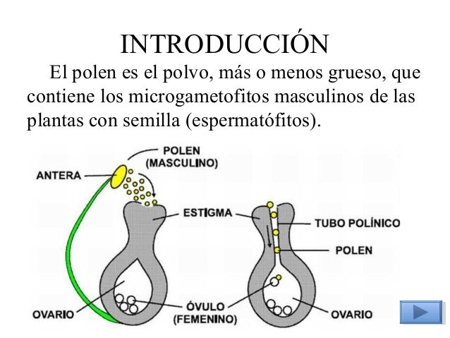 El polen