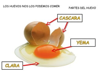 LOS HUEVOS NOS LOS PODEMOS COMER
                                   PARTES DEL HUEVO
 
