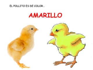 EL POLLITO ES DE COLOR…



            AMARILLO
 