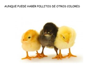 AUNQUE PUEDE HABER POLLITOS DE OTROS COLORES
 
