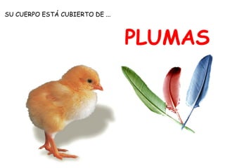 SU CUERPO ESTÁ CUBIERTO DE ...



                                 PLUMAS
 