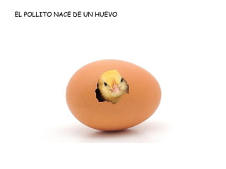 EL POLLITO NACE DE UN HUEVO
 