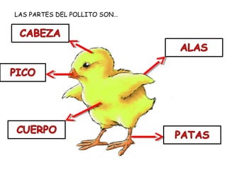 LAS PARTES DEL POLLITO SON…
 