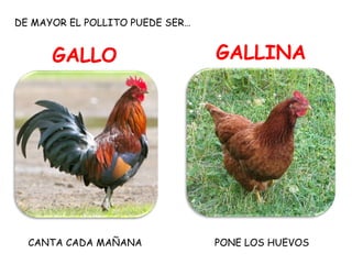 DE MAYOR EL POLLITO PUEDE SER…


      GALLO                      GALLINA




  CANTA CADA MAÑANA              PONE LOS HU...