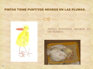 
PINTAS TIENE PUNTITOS NEGROS EN LAS PLUMAS.
TENGO PUNTITOS NEGROS EN
MIS PLUMAS.
 