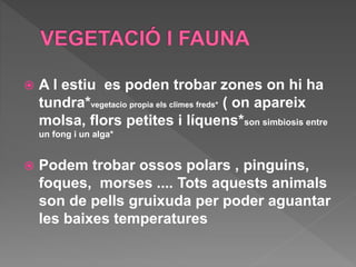  A l estiu es poden trobar zones on hi ha
tundra*vegetacio propia els climes freds* ( on apareix
molsa, flors petites i líquens*son simbiosis entre
un fong i un alga*
 Podem trobar ossos polars , pinguins,
foques, morses .... Tots aquests animals
son de pells gruixuda per poder aguantar
les baixes temperatures
 