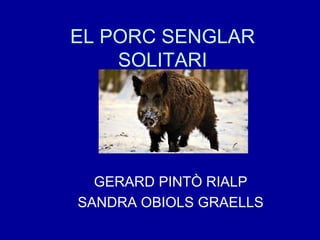EL PORC SENGLAR
SOLITARI
GERARD PINTÒ RIALP
SANDRA OBIOLS GRAELLS
 
