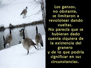 Los gansos,
    no obstante,
    se limitaron a
 revolotear dando
       vueltas.
No parecía que se
   hubieran dado
cuenta siquiera de
  la existencia del
       granero
y de lo que podría
  significar en sus
   circunstancias.
 