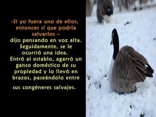 -Si yo fuera uno de ellos,
  entonces sí que podría
        salvarlos –
dijo pensando en voz alta.
    Seguidamente, se le
     ocurrió una idea.
Entró al establo, agarró un
  ganso doméstico de su
  propiedad y lo llevó en
 brazos, paseándolo entre
 sus congéneres salvajes.
 