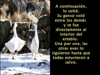 A continuación,
       lo soltó.
   Su ganso voló
  entre los demás
        y se fue
  directamente al
     interior del
       establo.
  Una por una, las
    otras aves lo
siguieron hasta que
 todas estuvieron a
         salvo.
 