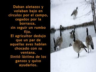 Daban aletazos y
    volaban bajo en
círculos por el campo,
     cegados por la
       borrasca,
 sin seguir un rumbo
          fijo.
 El agricultor dedujo
     que un par de
 aquellas aves habían
    chocado con su
        ventana.
 Sintió lástima de los
     gansos y quiso
       ayudarlos.
 