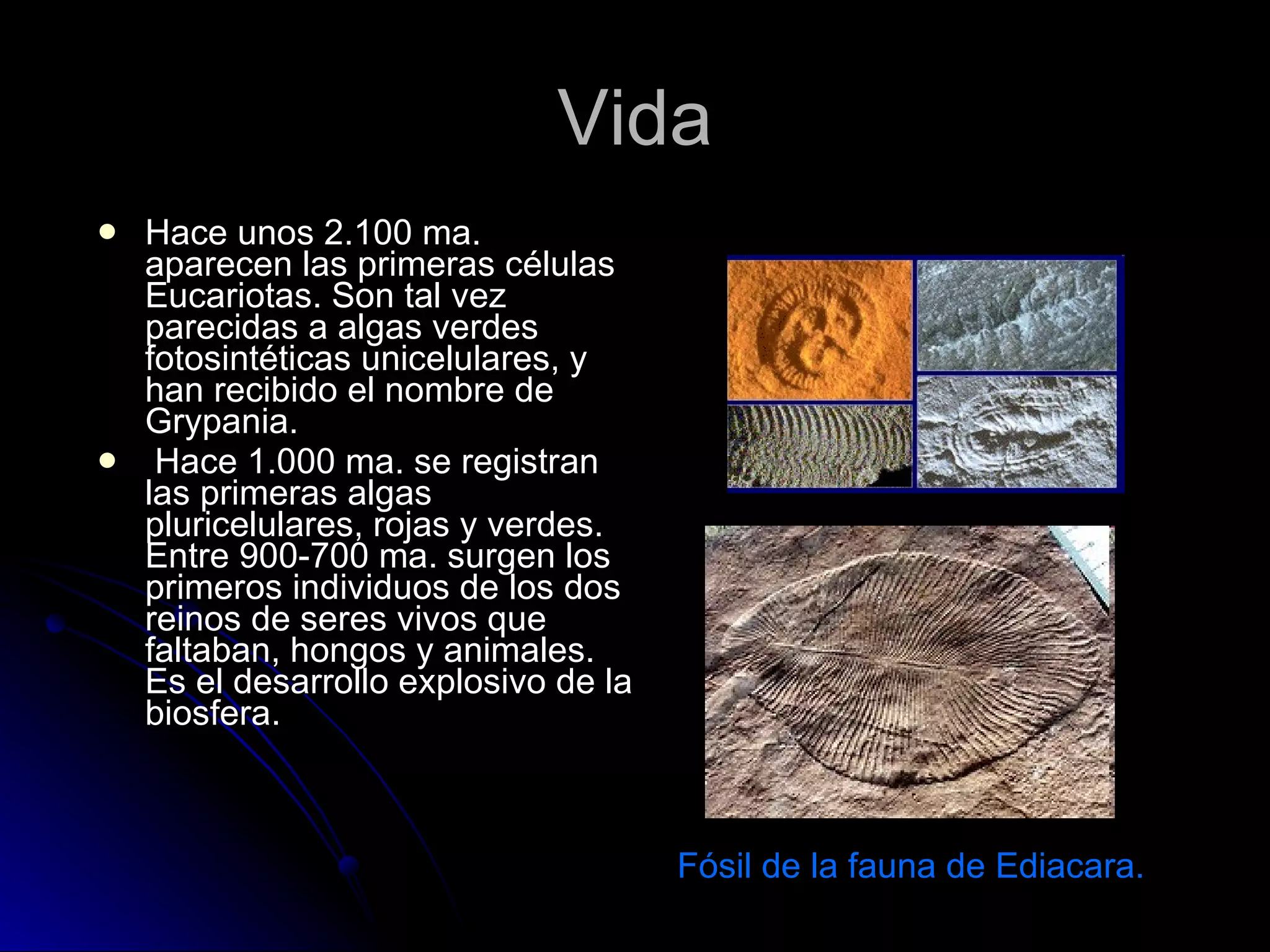 Vida Hace unos 2.100 ma. aparecen las primeras células Eucariotas. Son tal vez parecidas a algas verdes fotosintéticas unicelulares, y han recibido el nombre de Grypania. Hace 1.000 ma. se registran las primeras algas pluricelulares, rojas y verdes. Entre 900-700 ma. surgen los primeros individuos de los dos reinos de seres vivos que faltaban, hongos y animales. Es el desarrollo explosivo de la biosfera.  Fósil de la fauna de Ediacara.  