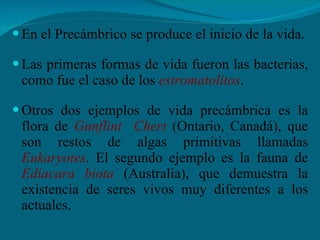 En el Precámbrico se produce el inicio de la vida. Las primeras formas de vida fueron las bacterias, como fue el caso de los  estromatolitos . Otros dos ejemplos de vida precámbrica es la flora de  Gunflint  Chert  (Ontario, Canadá), que son restos de algas primitivas llamadas  Eukaryotes . El segundo ejemplo es la fauna de  Ediacara biota  (Australia), que demuestra la existencia de seres vivos muy diferentes a los actuales. 