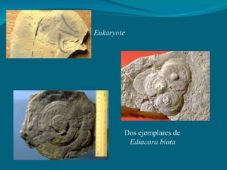 Eukaryote Dos ejemplares de Ediacara biota 