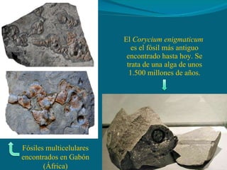 El  Corycium enigmaticum  es el fósil más antiguo encontrado hasta hoy. Se trata de una alga de unos 1.500 millones de años. Fósiles multicelulares encontrados en Gabón (África) 