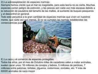 D) La sobreexplotación de especies marinas:
Siempre hemos creído que el mar es inagotable, pero esta teoría no es cierta. Muchas
especies corren peligro de extinción, y las pescas son cada vez más escasas debido a
la reducción de paulatina del tamaño de las mallas, al aumento de buques pesqueros
y al descontrol en general.
Todo esto perjudica a la gran cantidad de especies marinas que viven en nuestros
mares, que cada vez son menos. Si no se cumplen las normas establecidas las
consecuencias pueden ser muy graves.




E) La caza y el comercio de especies protegidas:
Todos los años, por el mes de Octubre miles de cazadores salen a matar animales,
suelen cazar unos: 16 millones de conejos y liebres, 5 millones de perdices, 7
millones entre palomas, tórtolas, jilgueros, codornices, zorzales, etc. Y más de
60000 animales de caza mayor
 