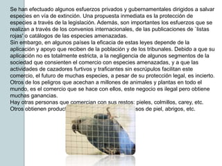 Se han efectuado algunos esfuerzos privados y gubernamentales dirigidos a salvar
especies en vía de extinción. Una propuesta inmediata es la protección de
especies a través de la legislación. Además, son importantes los esfuerzos que se
realizan a través de los convenios internacionales, de las publicaciones de `listas
rojas' o catálogos de las especies amenazadas.
Sin embargo, en algunos países la eficacia de estas leyes depende de la
aplicación y apoyo que reciben de la población y de los tribunales. Debido a que su
aplicación no es totalmente estricta, a la negligencia de algunos segmentos de la
sociedad que consienten el comercio con especies amenazadas, y a que las
actividades de cazadores furtivos y traficantes sin escrúpulos facilitan este
comercio, el futuro de muchas especies, a pesar de su protección legal, es incierto.
Otros de los peligros que acechan a millones de animales y plantas en todo el
mundo, es el comercio que se hace con ellos, este negocio es ilegal pero obtiene
muchas ganancias.
Hay otras personas que comercian con sus restos: pieles, colmillos, carey, etc.
Otros obtienen productos derivados cinturones, bolsos de piel, abrigos, etc.
 