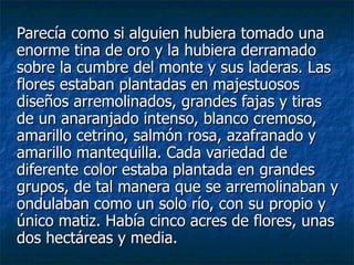 Parecía como si alguien hubiera tomado una enorme tina de oro y la hubiera derramado sobre la cumbre del monte y sus laderas. Las flores estaban plantadas en majestuosos diseños arremolinados, grandes fajas y tiras de un anaranjado intenso, blanco cremoso, amarillo cetrino, salmón rosa, azafranado y amarillo mantequilla. Cada variedad de diferente color estaba plantada en grandes grupos, de tal manera que se arremolinaban y ondulaban como un solo río, con su propio y único matiz. Había cinco acres de flores, unas dos hectáreas y media. 