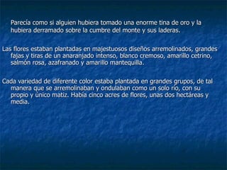 Parecía como si alguien hubiera tomado una enorme tina de oro y la hubiera derramado sobre la cumbre del monte y sus laderas.  Las flores estaban plantadas en majestuosos diseños arremolinados, grandes fajas y tiras de un anaranjado intenso, blanco cremoso, amarillo cetrino, salmón rosa, azafranado y amarillo mantequilla.  Cada variedad de diferente color estaba plantada en grandes grupos, de tal manera que se arremolinaban y ondulaban como un solo río, con su propio y único matiz. Había cinco acres de flores, unas dos hectáreas y media. 
