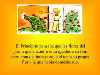 El Principito pensaba que las flores del jardín que encontró eran iguales a su flor, pero eran distintas porque el tenía su propia flor a la que había domesticado. 