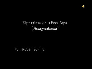 El problema de la Foca Arpa(Phocagroenlandica) Por: Rubén Bonilla 