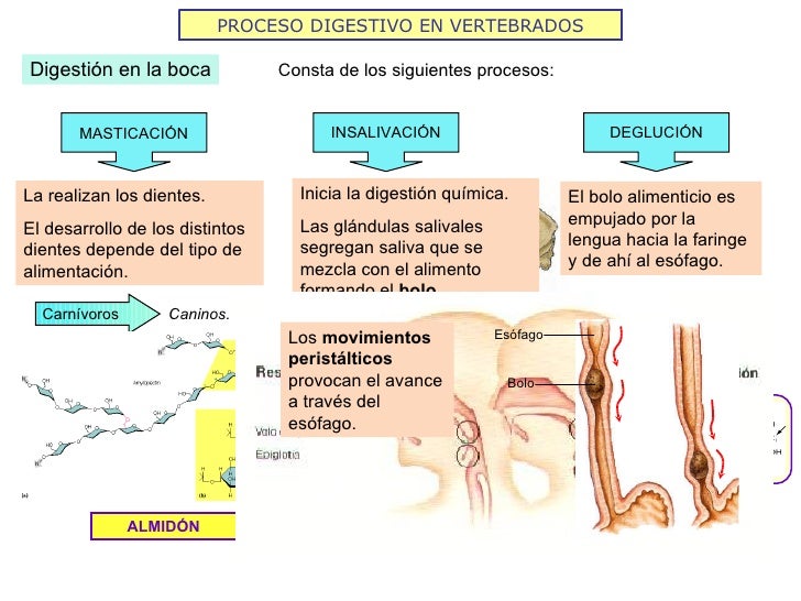 PROCESO DIGESTIVO EN VERTEBRADOS Digestión en la boca Consta de los siguientes procesos: La realizan los dientes. El desar...