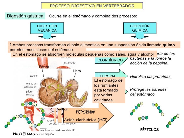 PROCESO DIGESTIVO EN VERTEBRADOS Digestión gástrica Ocurre en el estómago y combina dos procesos: Provocada por las contra...