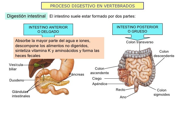 PROCESO DIGESTIVO EN VERTEBRADOS Digestión intestinal El intestino suele estar formado por dos partes: Absorbe la mayor pa...