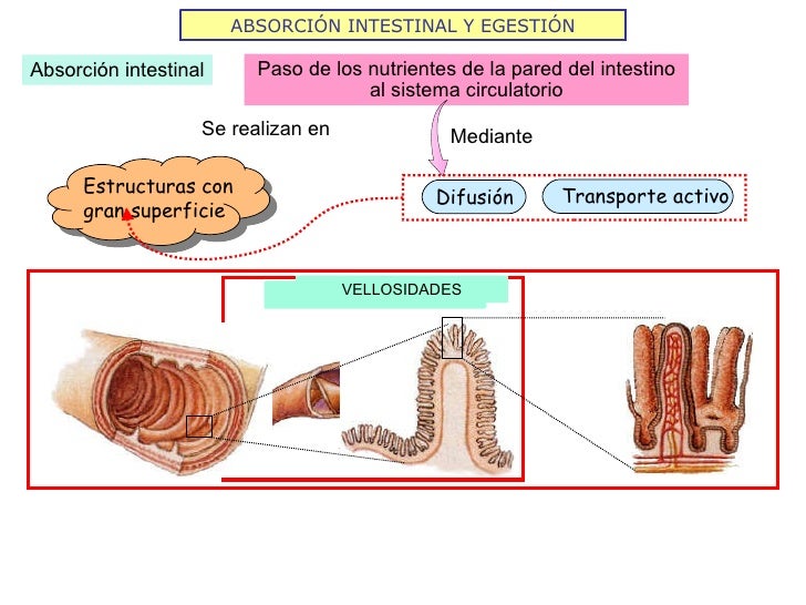 ABSORCIÓN INTESTINAL Y EGESTIÓN Absorción intestinal Paso de los nutrientes de la pared del intestino al sistema circulato...