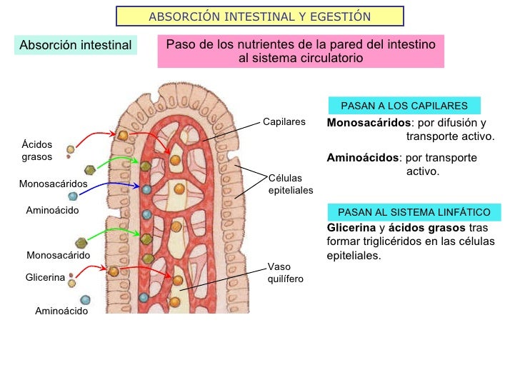 ABSORCIÓN INTESTINAL Y EGESTIÓN Absorción intestinal Paso de los nutrientes de la pared del intestino al sistema circulato...