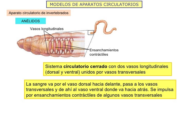 MODELOS DE APARATOS CIRCULATORIOS ANÉLIDOS Aparato circulatorio de invertebrados Sistema  circulatorio cerrado  con dos va...