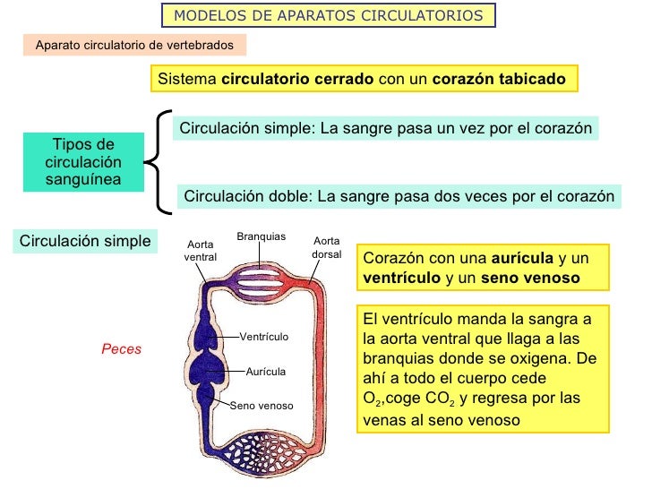 MODELOS DE APARATOS CIRCULATORIOS Aparato circulatorio de vertebrados Sistema  circulatorio cerrado  con un  corazón tabic...