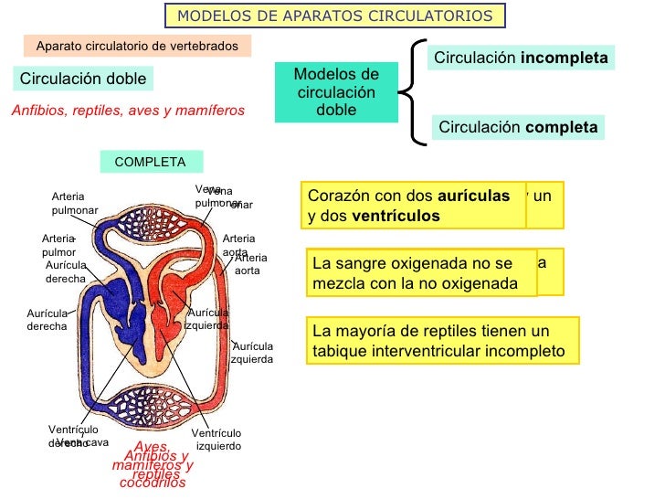 MODELOS DE APARATOS CIRCULATORIOS Aparato circulatorio de vertebrados Circulación doble Anfibios, reptiles, aves y mamífer...