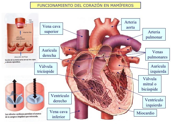 FUNCIONAMIENTO DEL CORAZÓN EN MAMÍFEROS Aurícula derecha Ventrículo izquierdo Ventrículo derecho Arteria pulmonar Aurícula...