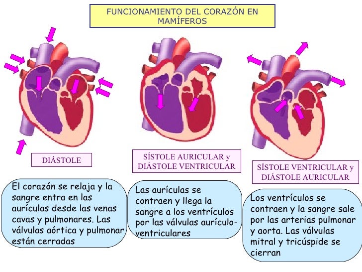 FUNCIONAMIENTO DEL CORAZÓN EN MAMÍFEROS DIÁSTOLE SÍSTOLE AURICULAR y DIÁSTOLE VENTRICULAR SÍSTOLE VENTRICULAR y DIÁSTOLE A...