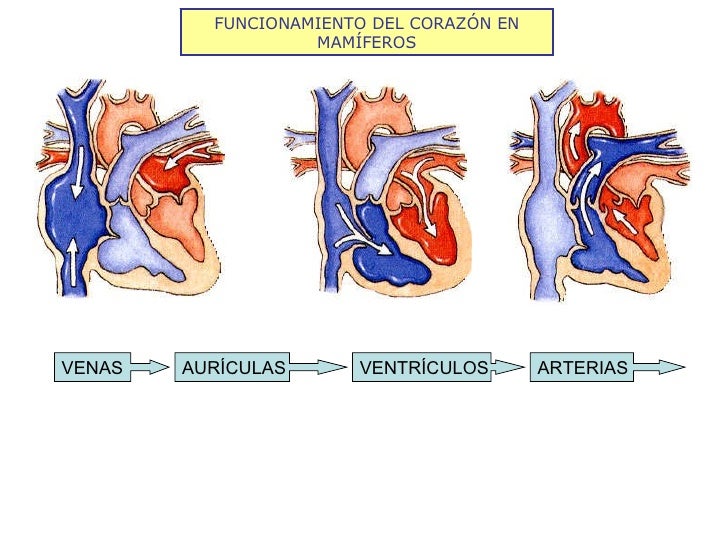 FUNCIONAMIENTO DEL CORAZÓN EN MAMÍFEROS VENAS AURÍCULAS VENTRÍCULOS ARTERIAS 