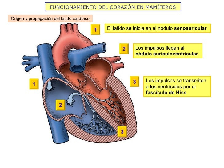 FUNCIONAMIENTO DEL CORAZÓN EN MAMÍFEROS Origen y propagación del latido cardíaco El latido se inicia en el nódulo  senoaur...