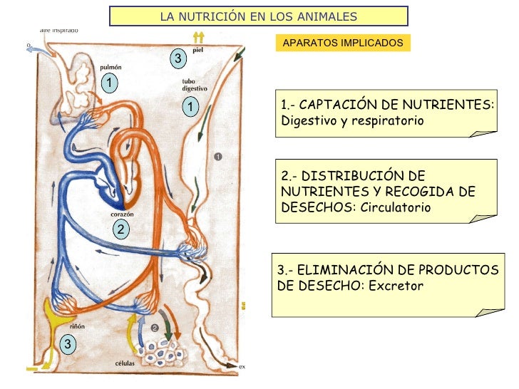 LA NUTRICIÓN EN LOS ANIMALES APARATOS IMPLICADOS 1.- CAPTACIÓN DE NUTRIENTES: Digestivo y respiratorio 1 1 2.- DISTRIBUCIÓ...