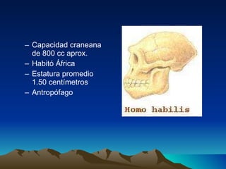 Capacidad craneana de 800 cc aprox. Habitó África Estatura promedio 1.50 centímetros Antropófago 