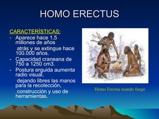 HOMO ERECTUS CARACTERÍSTICAS: Aparece hace 1,5 millones de años  atrás y se extingue hace 100.000 años. Capacidad craneana de 750 a 1250 cm3. Postura erguida aumenta radio visual,  dejando libres las manos para la recolección,  construcción y uso de herramientas. Homo Erectus usando fuego 