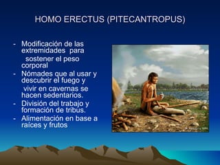 HOMO ERECTUS (PITECANTROPUS) Modificación de las extremidades  para  sostener el peso corporal Nómades que al usar y descubrir el fuego y  vivir en cavernas se hacen sedentarios. División del trabajo y formación de tribus. Alimentación en base a raíces y frutos 