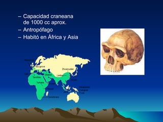 Capacidad craneana de 1000 cc aprox. Antropófago Habitó en África y Asia 