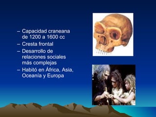Capacidad craneana de 1200 a 1600 cc Cresta frontal Desarrollo de relaciones sociales más complejas Habitó en África, Asia, Oceanía y Europa 