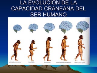 LA EVOLUCIÓN DE LA CAPACIDAD CRANEANA DEL SER HUMANO 
